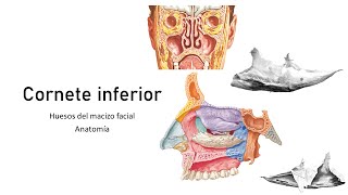 CORNETE INFERIORANATOMÍA DEL MACIZO FACIAL [upl. by Allenrad]