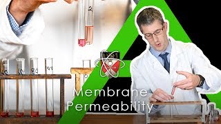 Membrane Permeability Beetroot  BIology Alevel Practical [upl. by Yluj48]