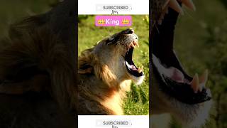 Secrets of the Lions Kingdom Wildlife Wonders shorts [upl. by Apps778]