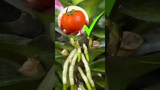 Restore orchid roots with just 1slice of tomato [upl. by Fasta]