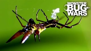 Crab Spider vs Spiny Orb Weaver  MONSTER BUG WARS [upl. by Arebma624]