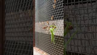 Praying Mantis Attacks Japanese Honeybees A Brave Rescue Attempt [upl. by Lambard]