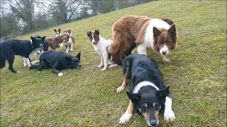 Border collie puppies play is preparation for work [upl. by Orose]