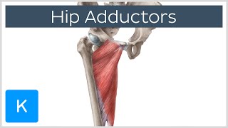 Anatomy of the Hip Adductor Muscles  Human Anatomy  Kenhub [upl. by Asha]