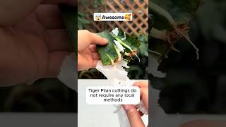 Cutting snake plant with wet towelgarden shortsfeed gardening plants farming ytshorts [upl. by Caswell]