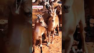 GoatDeer hybrid rooftop GOAT farming facts earn pets animals [upl. by Eiliah782]