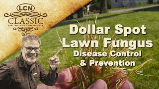 Dollar Spot Lawn Fungus  Disease Control and Prevention [upl. by Ainniz]