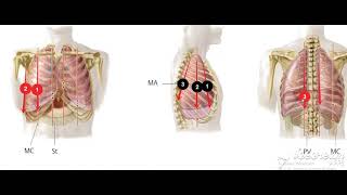 Lungs surface anatomy 1 [upl. by Vada866]