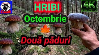 HRIBI🍄 Octombrie 🍁 Două păduri 🌲🌲🌲 Apuseni boletus EDULIS [upl. by Parshall256]