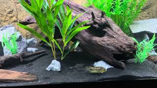 75 gallon Cichlid community tank [upl. by Lonne]