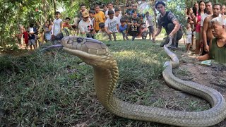 MONSTER KING COBRA NG QUEZON PROVINCE [upl. by Eisle]