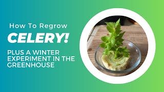 How To Regrow Your Celery Plus A Winter Experiment [upl. by Merriman290]