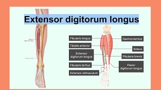 extensor digitorum longus [upl. by Akcimahs251]