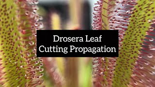 Drosera Leaf Cutting Propagation  Quick and Easy Ways to Propagate Your Sundews [upl. by Lybis495]