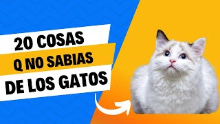 20 cosas que no sabías de los gatos [upl. by Alyak]