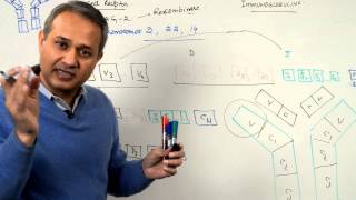 Immunology Lecture 9 T cell receptors and Immunoglobulins 44 [upl. by Stelu]