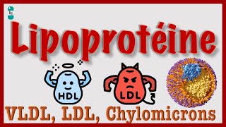 Lipoprotéines  VLDL HDL LDL Chylomicrons Cholestérol [upl. by Danais5]