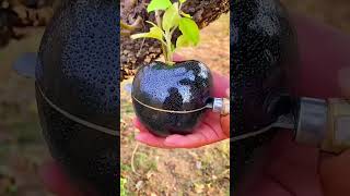 Amazing fruits farmer enjoy shorts new nature fruits garden vegetables foryou shortvideo [upl. by Barbette]