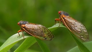 Cicadas are coming 7 cicada species will emerge in 2024 [upl. by Palermo658]