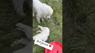 Introducing our livestock dogs ❤️ farming farm dog dogs cute funny homestead familyfarm [upl. by Nylhtak]