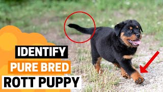 How to Identify a Pure Bred Rottweiler Puppy [upl. by Attekahs]