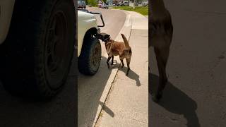 Muscle found by dog Human remains detection workingk9 malinois searchandrescue [upl. by Tijnar]