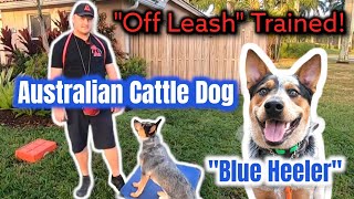 Australian Cattle Dog Fully Trained quotOffLeashquot [upl. by Ovatsug590]