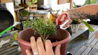 Beginning Some Boxwood Shaping [upl. by Oriel]