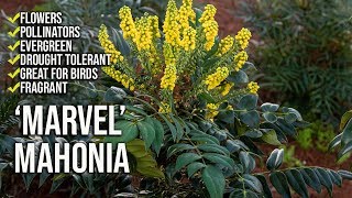 ‘Marvel’ Mahonia Update  Fragrant Flowers  Shade Loving [upl. by Khajeh527]