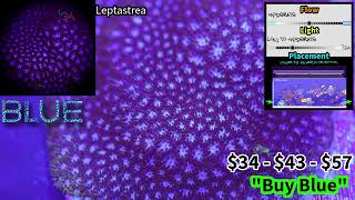 Leptastrea  Blue [upl. by Yehc]