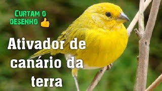 O canto do pássaro encantador canário da terradesenho 👍 canto afrodisíaco muito bom para a saúde [upl. by Hanleigh]