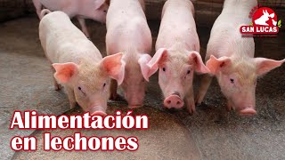 Etapas en la alimentación de lechones  Granja San Lucas [upl. by Aisilef]