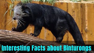 13 Interesting Facts about Binturongs  About Binturong or Bearcat [upl. by Acissaj]