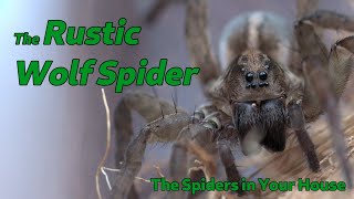 The Spiders in Your House  The Rustic Wolf Spider [upl. by Nole173]