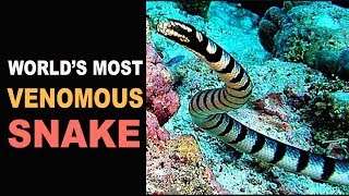 Worlds Most Venomous Snake  Belcher’s Sea Snake [upl. by Dominica9]