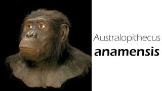 Australopithecus anamensis [upl. by Halbeib633]