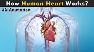 Human Heart Anatomy And Physiology  How Human Heart works 3D Animation [upl. by Ilram]