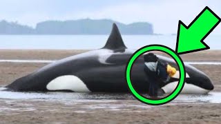 People Found A Beached Killer Whale And Then The Whale Did Something Incredible [upl. by Anuat]