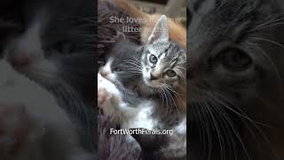 Check in with foster kitten Sabel two weeks after dog attack whiskersandbiscuits [upl. by Joell]