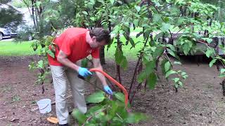 Removing and Dissecting a Pokeweed [upl. by Hayley]