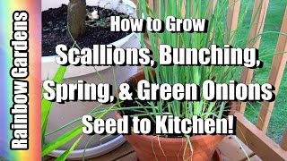 How to Grow Scallions  Bunching Spring amp Green Onions   Seed to Kitchen [upl. by Boehike]