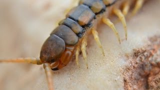 רבנדל ארסי  Megarian banded centipede Scolopendra cingulata [upl. by Kyred]