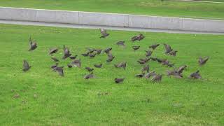 Starlings leaping over the grass [upl. by Onabru]