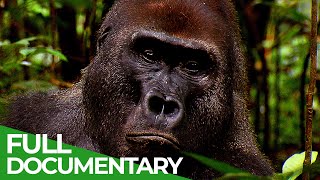 Go Ape  The Fascinating World of Primates  Free Documentary Nature [upl. by Neelrihs]