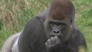 Escaped gorilla downs 5litres of undiluted blackcurrent squash [upl. by Zebedee]