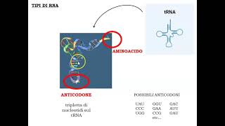 RIPASSONE  Biomolecole 3 Trasmissione ed utilizzo dellinformazione genica [upl. by Ataymik536]