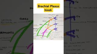 Brachial Plaxus short note anatomy bhms trending [upl. by Nymsaj690]