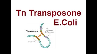 Tn Transposons in E coli  Types of transposons  2024 [upl. by Sathrum]