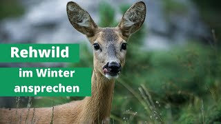 Rehwild im Winter ansprechen [upl. by Moffit]