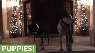 Welldressed Great Danes celebrate New Years Eve [upl. by Ennelram871]